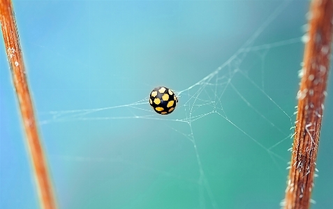 Nature insect macro ladybug Photo