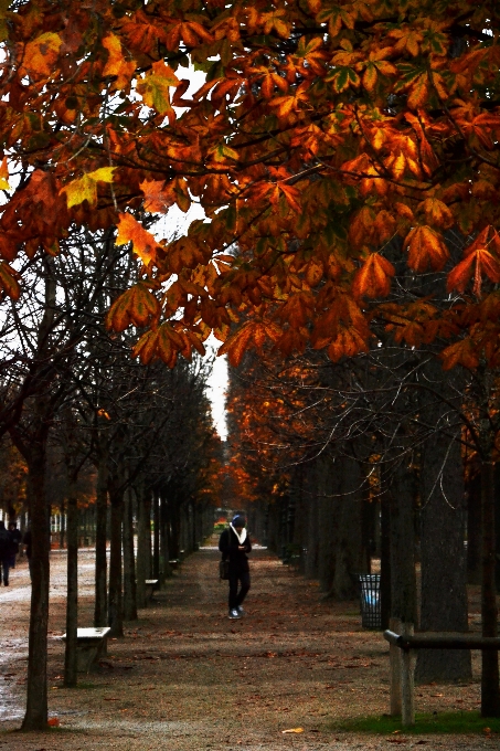 Hombre árbol naturaleza bosque