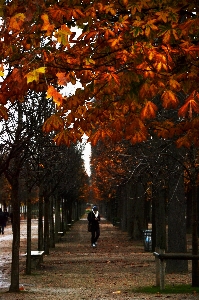 Foto Homem árvore natureza floresta