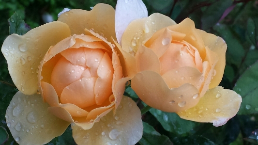 Blossom plant flower petal Photo