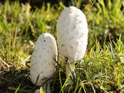 Foto Alam rumput tanaman putih