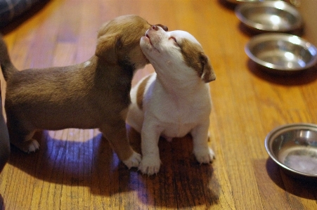 子犬 犬 かわいい 小さい 写真