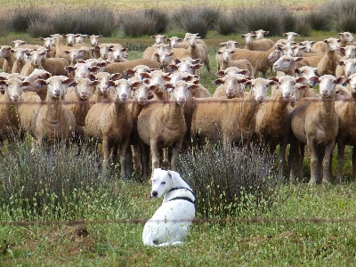 Grass white meadow dog Photo