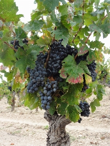 Tree plant grape vineyard Photo