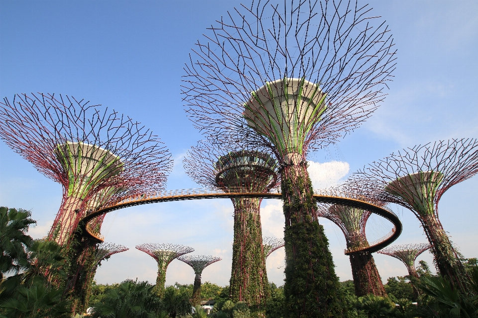 Albero architettura pianta fiore