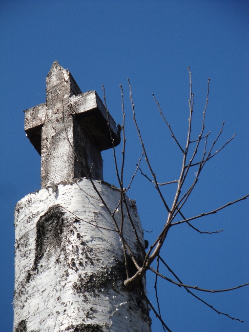 Tree branch winter sky