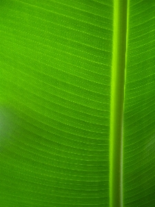 Foto Naturaleza césped planta luz de sol