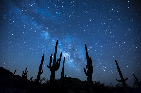 Landscape wilderness cactus sky Photo