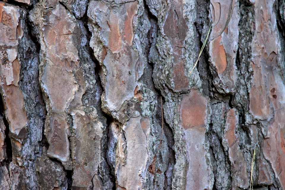 árbol bosque rama planta