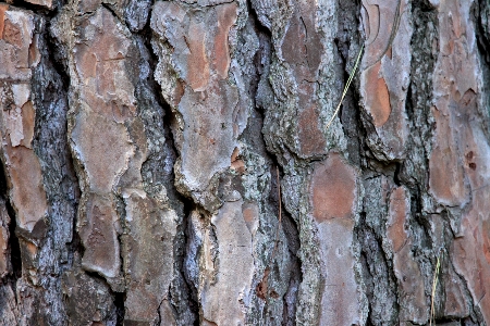 Tree forest branch plant Photo