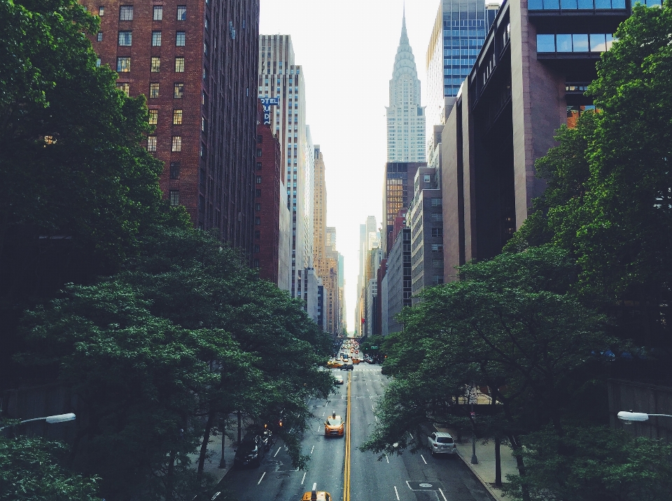 Tree architecture road skyline