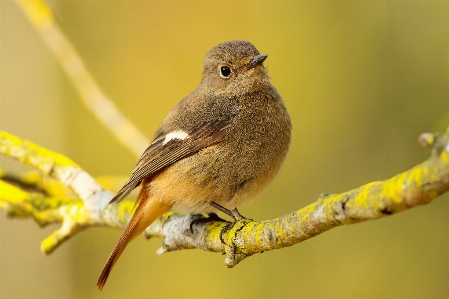 Nature branch bird wing Photo