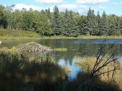 Foto Paesaggio albero acqua natura