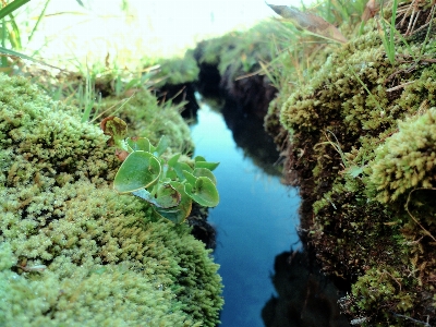 Landscape water nature forest Photo