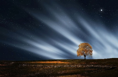 Landscape tree nature outdoor Photo