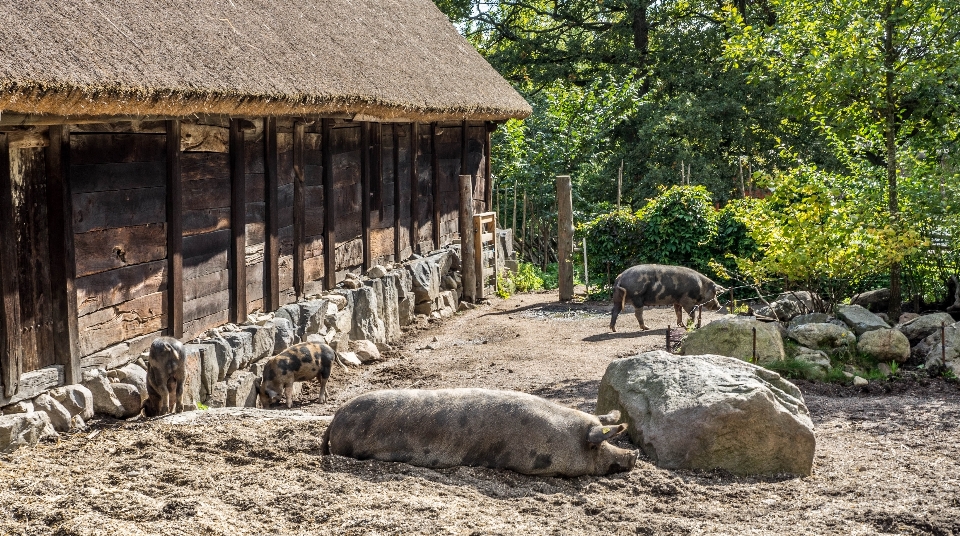 Natur die architektur bauernhof landschaft