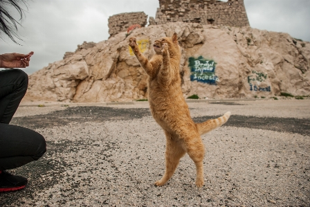 遊ぶ 動物 かわいい ペット 写真