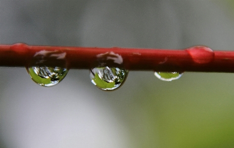 Branch dew flower raindrop Photo