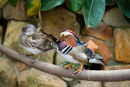 Foto Natura ramo uccello animali selvatici