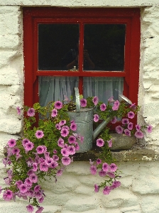 Plant flower window flowers Photo