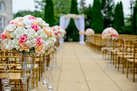 Blossom flower bloom celebration Photo