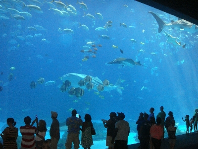 Ocean diving underwater biology Photo