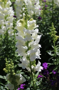 Nature blossom plant white Photo