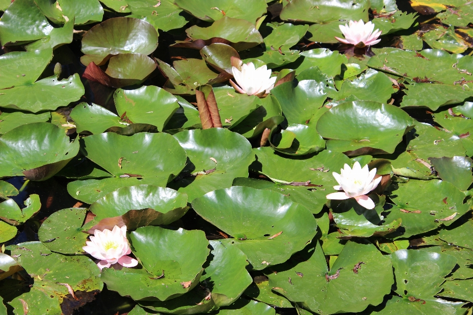 水 自然 アウトドア 花