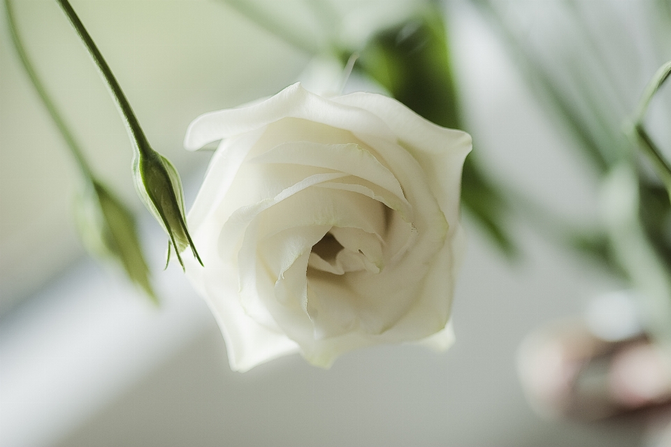 Nature blossom plant white