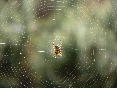 Natur insekt schließen fauna Foto