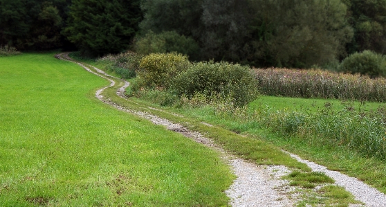 Landscape nature forest grass Photo