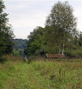 Landscape tree nature forest Photo