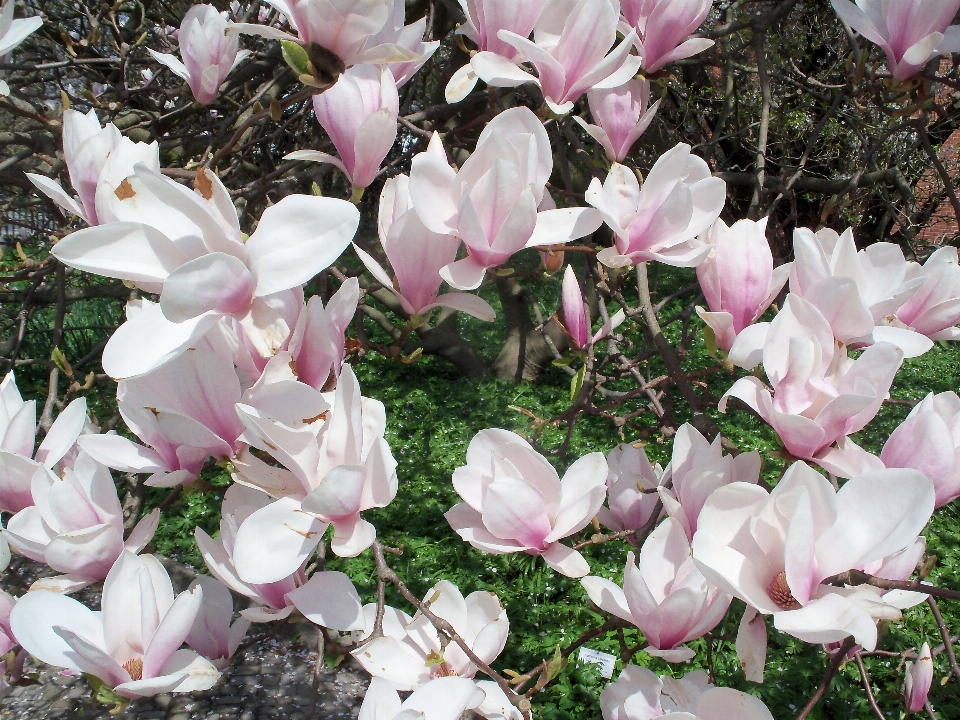 Blossom plant flower petal