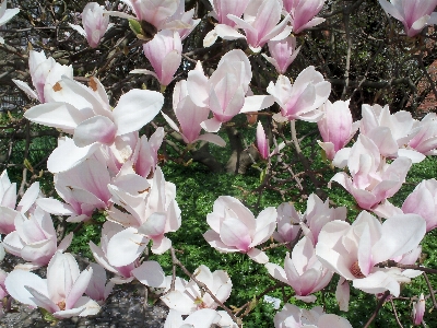 花 植物 花弁 春 写真