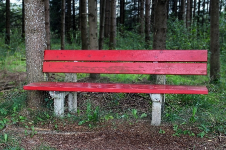 Table nature forest wood Photo