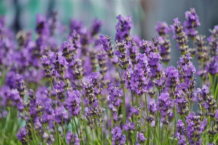 Nature blossom plant meadow Photo