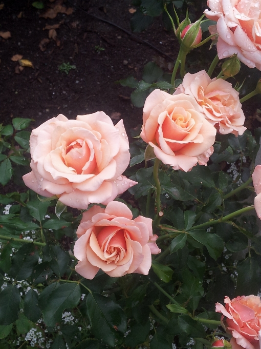 Rosée usine fleur pétale