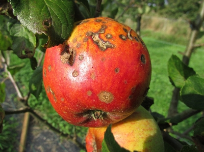 Apple 植物 水果 花 照片