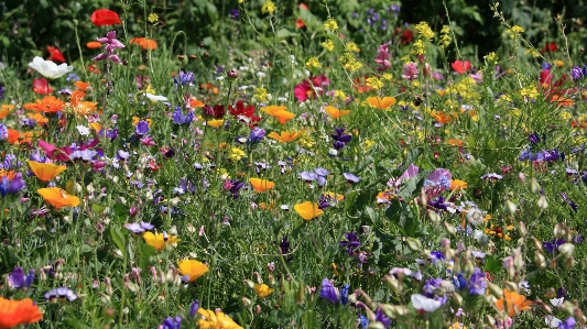 Anlage feld rasen wiese
 Foto