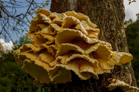 Foto Pohon alam hutan tanaman