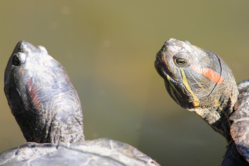 Natura lago stagno animali selvatici