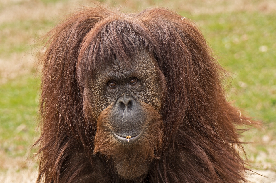 Capelli guardare animali selvatici zoo