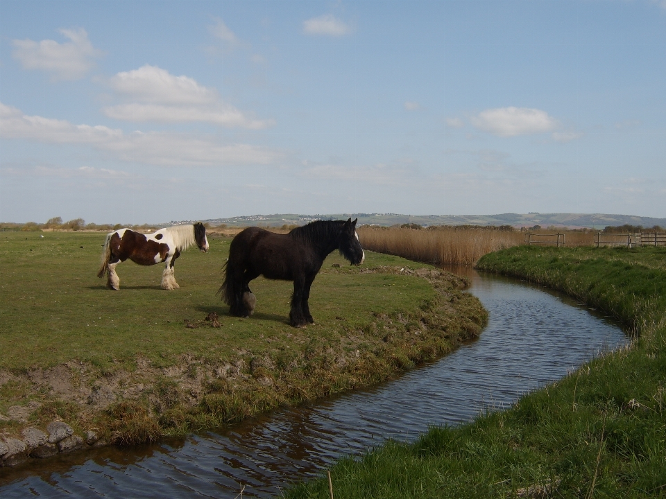 Eau herbe extérieur champ