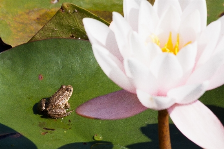 Water nature blossom plant Photo