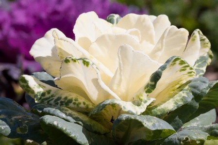 Nature blossom plant white Photo