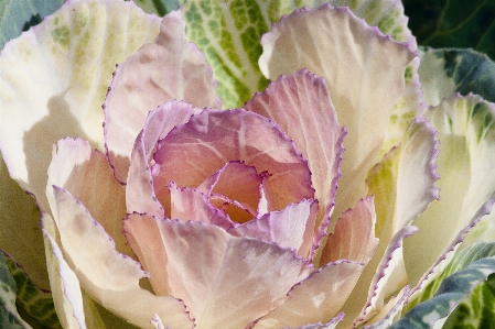 花 植物 白 紫 写真