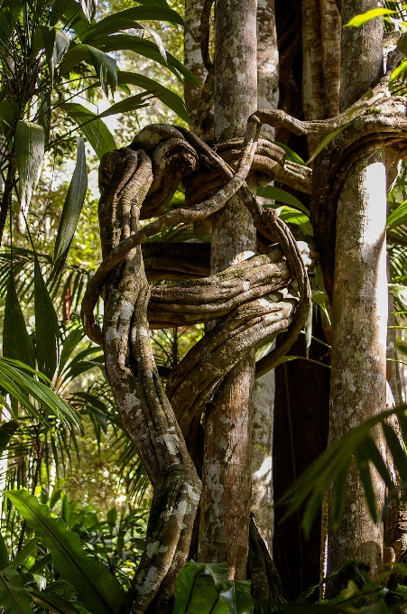 Drzewo natura las oddział