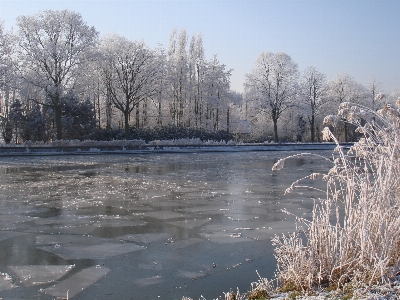 Baum wasser schnee winter Foto