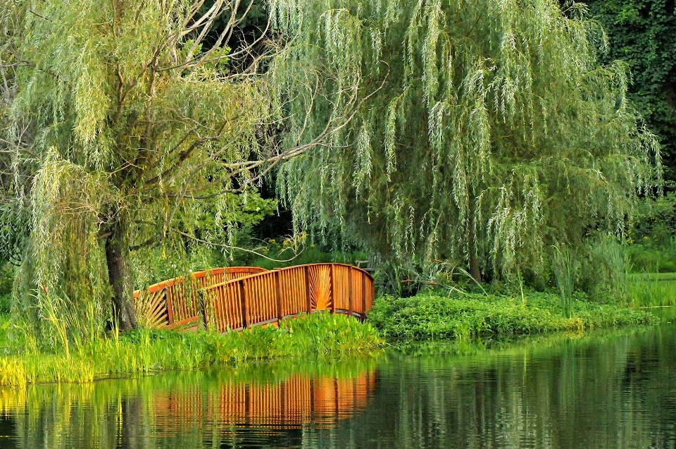 Paisagem árvore água natureza