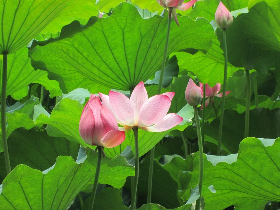 植物 叶子 花 花瓣